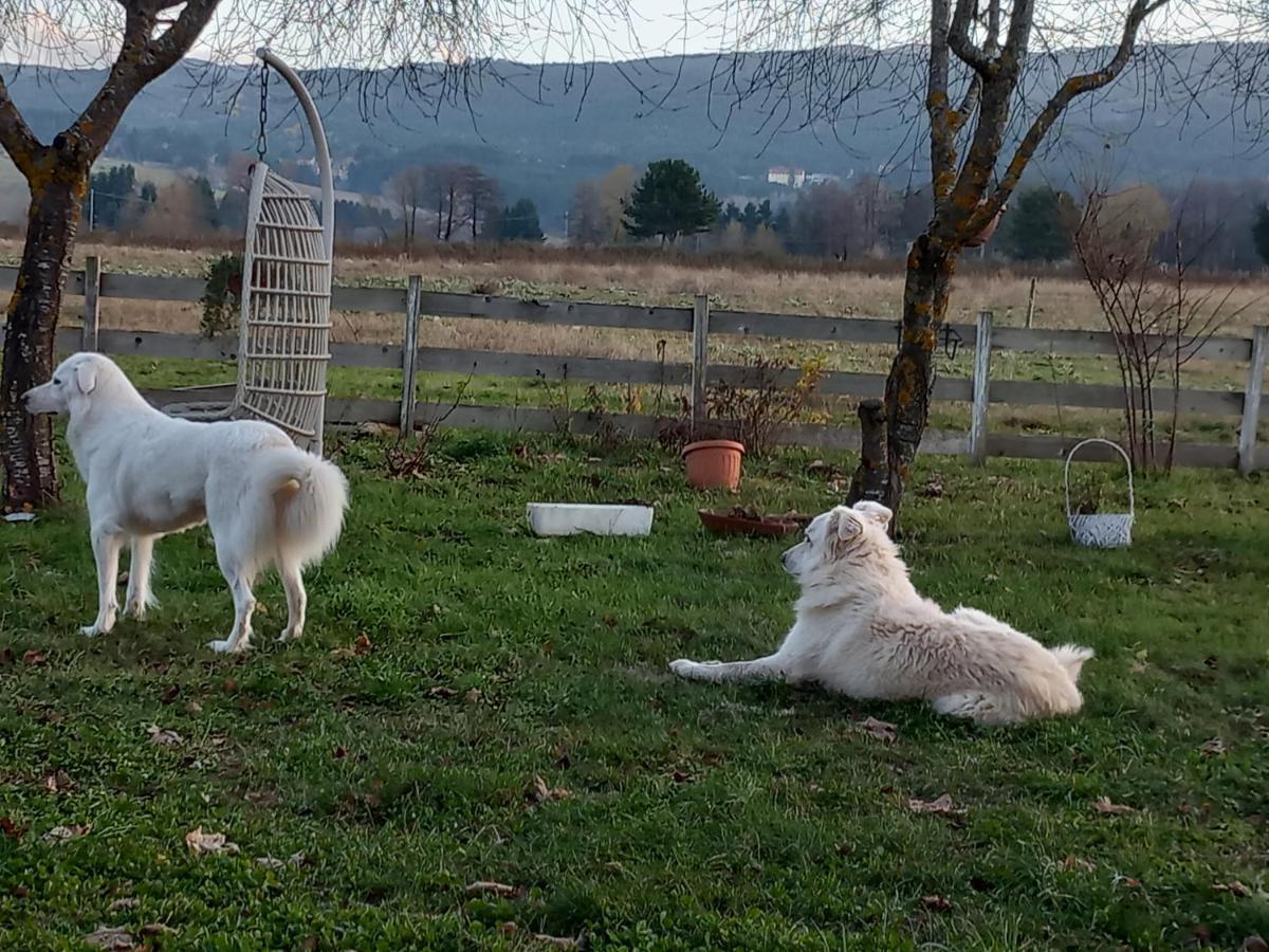 Agriturismo La Casina Rosa Camigliatello Silano Kültér fotó